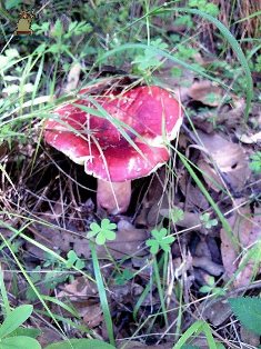 Santa María Magdalena Cahuacán