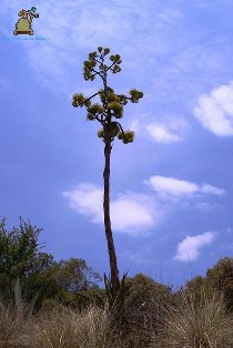 Santa María Magdalena Cahuacán